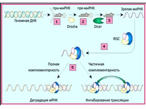 Роль РНК в клетках