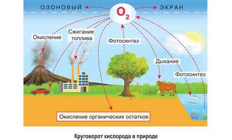 Роль азота, кислорода и углекислого газа в природе и промышленности