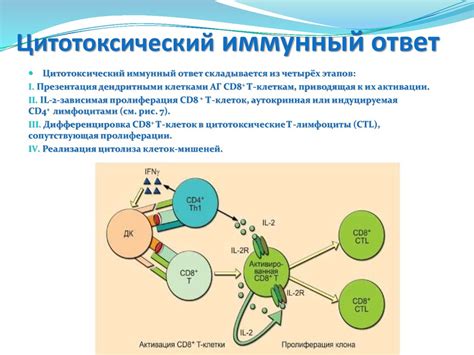 Роль аллергических реакций