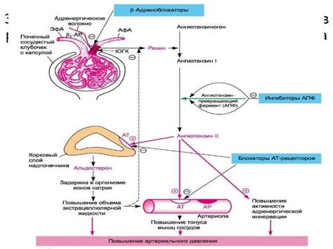 Роль ангиотензин-превращающего фермента в регуляции артериального давления