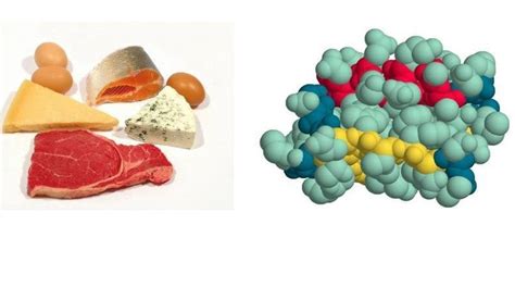 Роль белков в организме: защита и поддержание жизни