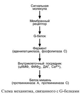 Роль белков в передаче сигналов