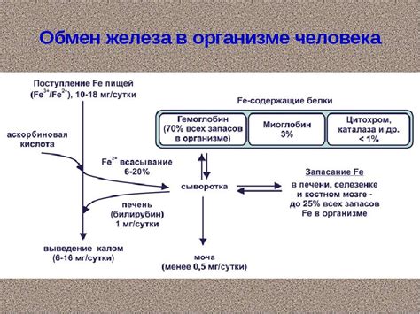 Роль биологического синтеза в жизнедеятельности организма