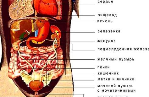 Роль важных органов справа под ребрами в организме