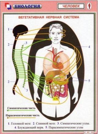 Роль вегетативной нервной системы в регуляции физиологических процессов