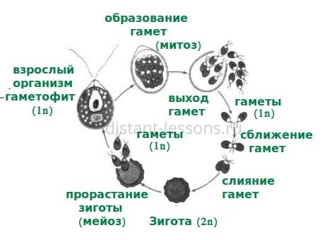 Роль воды в жизненном цикле кактусов