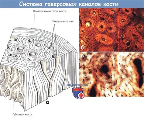 Роль гаверсовых каналов в костном веществе