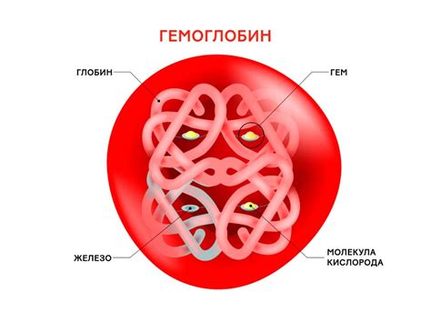 Роль гемоглобина в организме женщины