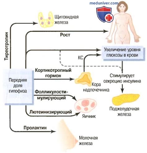 Роль гормонов в изменении массы тела при гв