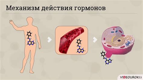 Роль гормонов в образовании жировых отложений