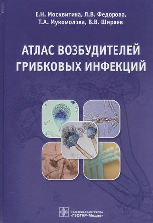 Роль грибковых инфекций в образовании перхоти