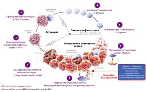 Роль добавочной дольки в обеспечении иммунитета