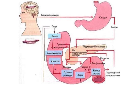 Роль желудка в пищеварительном процессе