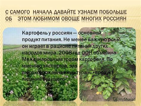 Роль картофеля в рационе