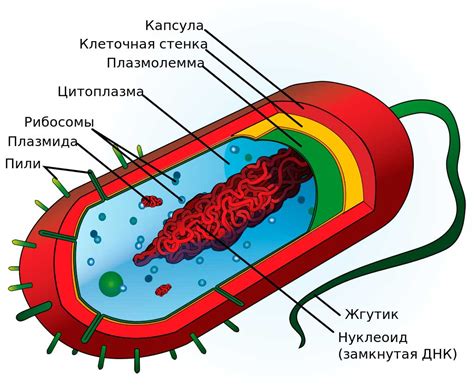 Роль клеток грибов и животных в биологических процессах