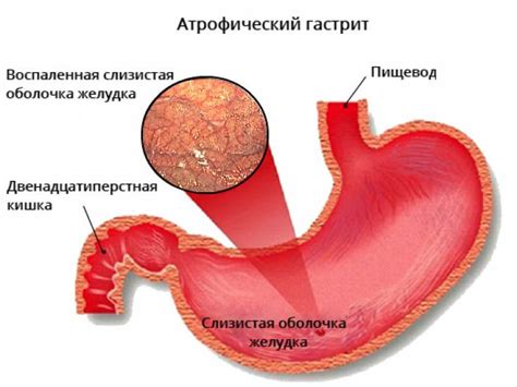 Роль клеток слизистой оболочки желудка