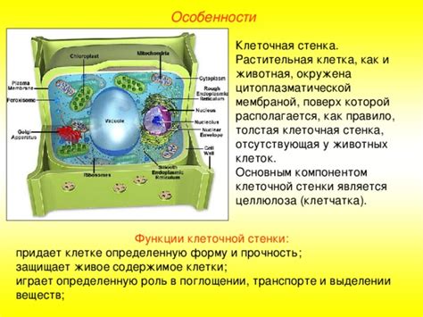 Роль клеточной стенки эвглены зеленой