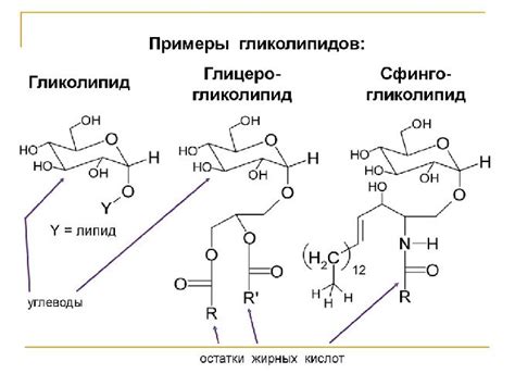 Роль комплекса Гольджи в синтезе полисахаридов и липидов