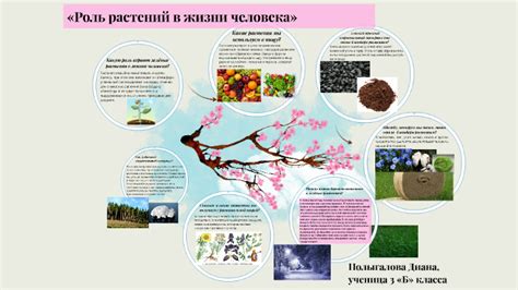 Роль корневища в жизни растений