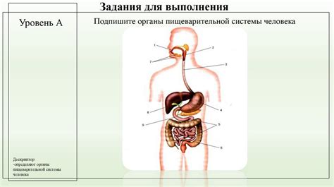 Роль крахмала в пищеварении