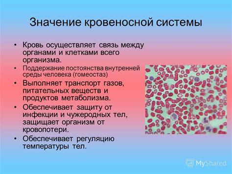 Роль кровеносной системы в обмене веществ и гомеостазе