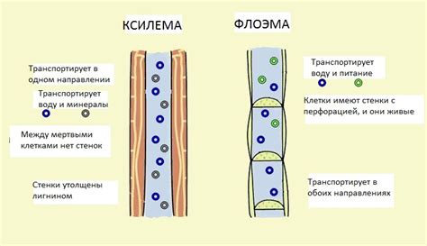 Роль ксилемы и флоэмы в биологии растений