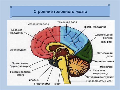 Роль левого заднего полушария мозга