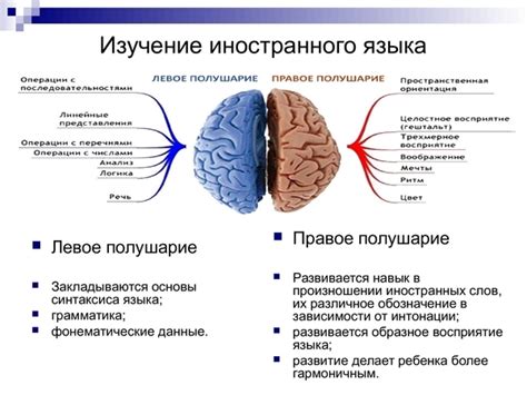 Роль левого полушария в когнитивных процессах