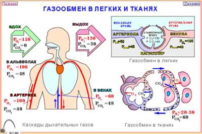 Роль легких в процессе вдоха