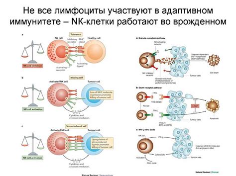 Роль меди в развитии иммунной системы