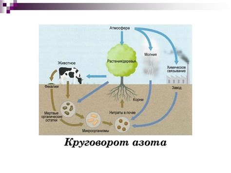 Роль микроорганизмов в природных процессах