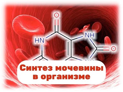 Роль мочевины в организме