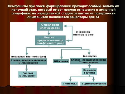 Роль надключичных лимфоузлов в иммунной системе