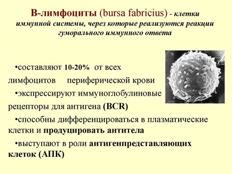 Роль нимид порошка в поддержании иммунной системы