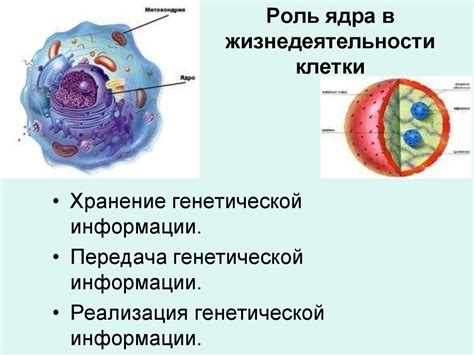 Роль органелл в жизнедеятельности клетки