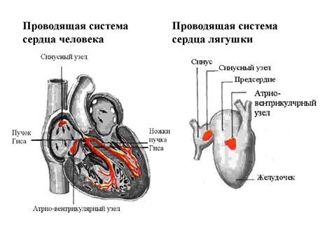 Роль остеона в поддержании жизнедеятельности организма