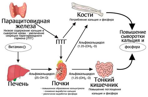 Роль паратиреоидного гормона в организме