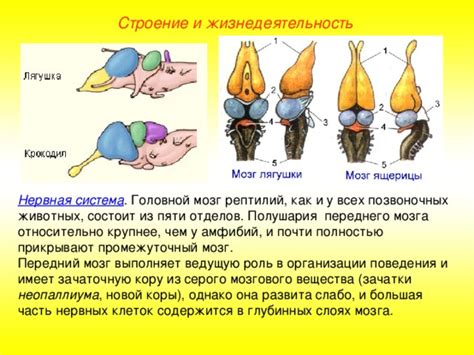 Роль переднего мозга у пресмыкающихся