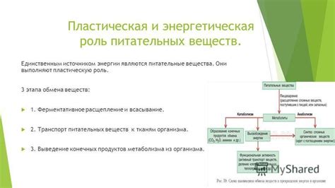 Роль питательных веществ