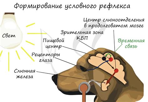 Роль повторения в сохранении условного рефлекса