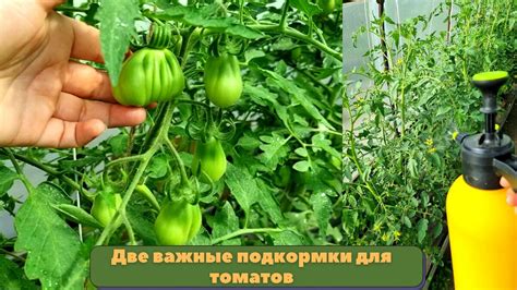 Роль подкормки для растений