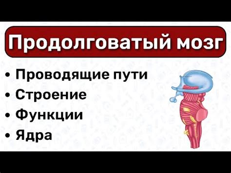 Роль продолговатого мозга в движении