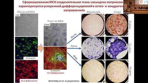 Роль промежуточной клетки в регенерации