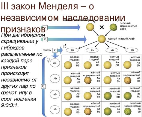 Роль прочерка в генетике