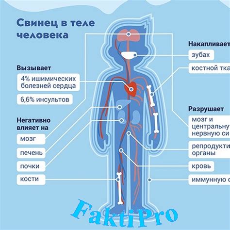 Роль свинца в организме человека: зачем он нужен?