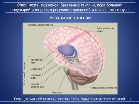 Роль системы нервной регуляции