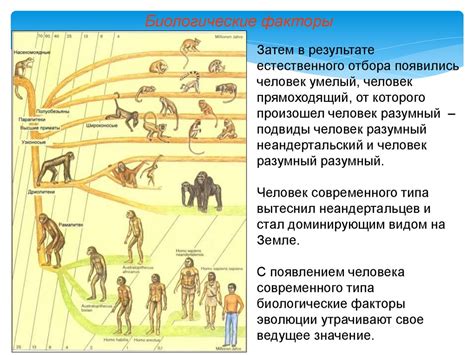 Роль социальных факторов в антропогенезе