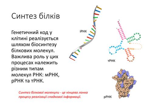 Роль специфических молекул