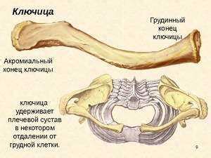 Роль сухожилий в двигательной системе