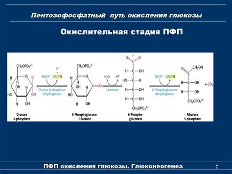 Роль ферментов в процессе частичной окислительной деградации глюкозы